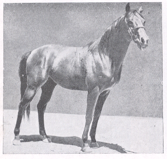 इंडियन थरोब्रेड घोडा