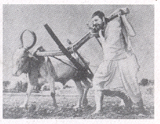 'पवनाकाठचा धोंडी' (१९६५) ग्रामीण पार्श्वभूमीवरील मराठी चित्रपट.