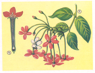 लाल चमेली : (१) फुलोऱ्यासह फांदी, (२) फुलाचा उभा छेद.