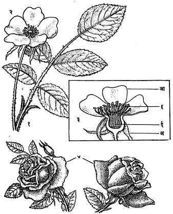 आ. १. (१) पान (२) फूल (३) फुलाचा उभा छेद : (अ) संदल, (आ) प्रदले, (इ) केसरदले, (ई) किंजदले (४) अनेक पाकळ्यांची फुले.