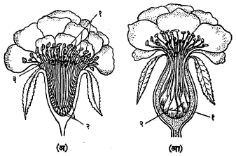 आ. २. (अ) जुन्या प्रकारच्या गुलाबाच्या फुलाचा उभा छेद : (१) केसरदले, (२) किंजपुट (३) किंजल्क (आ) ‘हायब्रिड टी’ गटातील गुलाबाच्या फुलाचा उभा छेद : (१) घोसफळ, (२) कृत्स्नफळे (बिया).