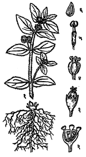 गोवर्धन : मुळे, पाने व फुलोऱ्यासह वनस्पती, (२) उघडलेले चषक, (३) चषक पुष्पबंध, (४) स्त्री-पुष्प, (५) पुं-पुष्प, (६) बीज.