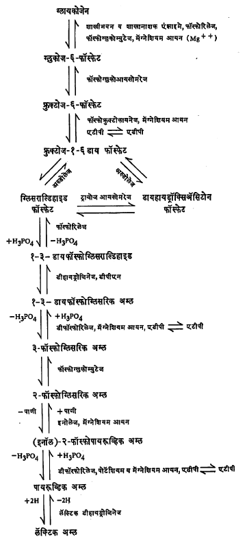 आ. २. ग्लुकोजाचे ऑक्सिजनरहित ऑक्सिडीकरण दर्शविणारा तक्ता (एम्बडेन-मायरहोफ मार्ग) (आयन म्हणजे विद्युत्‌ भारित अणू वा रेणू डीपीएन म्हणजे डायफॉस्फो-पिरिडीन न्यूक्लिओटाइड).