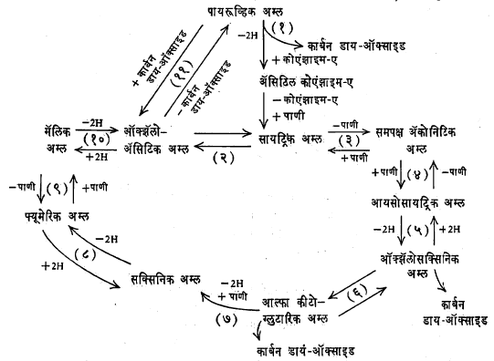 आ. ३. क्रेब्ज यांचे सायट्रिक अम्ल चक्र. यामध्ये भाग घेणारी एंझाइमे व सहघटक पुढीलप्रमाणे आहेत : (१) पायरूव्हिक डीहायड्रोजिनेज, थायामीन पायरोफॉस्फेट, डीपीएन, को-एंझाइम-ए, मॅग्नेशियम आयन व कदाचित लिपॉइक अम्ल (२) संघनित (दोन वा अधिक रेणूंची जोडणी करणारी) एंझाइमे (३) ॲकोनिटेज (४) ॲकोनिटेज (५) आयसोसायट्रिक डीहायड्रोजिनेज, ट्रायफॉस्फो-पिरिडीन-न्यूक्लिओटाइड (टीपीएन) (६) आयसोसायट्रिक डीहायड्रोजिनेज, मॅंगॅनीज आयन (७) आल्फा कीटो ग्लुटारिक डीहायड्रोजिनेज, थायामीन पायरोफॉस्फेट, लिपॉइक अम्ल, को-एंझाइम-ए, डीपीएन (८) सक्सिनिक डीहायड्रोजिनेज, लोह आयन, फ्लाविन (९) फ्यूमेरेज (१०) मॅलिक डीहायड्रोजिनेज, डीपीएन (११) ऑक्झॅलोॲसिटिक कार्‌बॉक्सिलेज, मॅग्नेशियम आयन. (समपक्ष म्हणजे अणू वा अणुगट एकाच दिशेला असलेले).