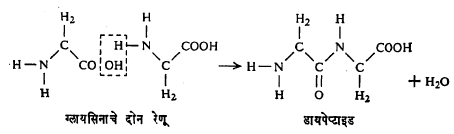 आ. ८. ग्लायसिनाच्या दोन रेणूपासून डायपेप्टाइडाची निर्मिती
