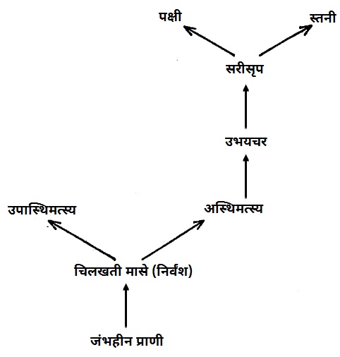 पृष्ठवंशी प्राण्यांचा क्रमविकासी वंशवृक्ष