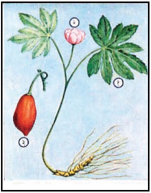 पादवेल : (१) पान, (२) फूल, (३) फळ