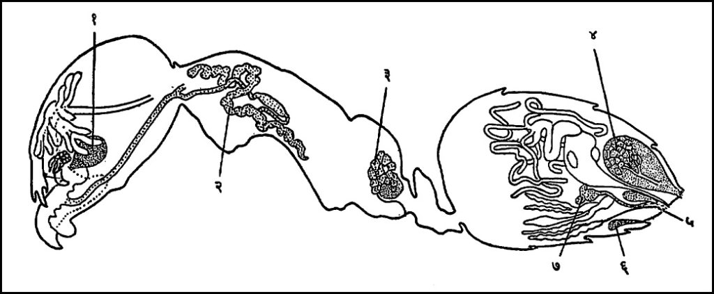 कामकरी मुंगीच्या शरीरातील बहिःस्रावाची ग्रंथी : (१) जंभ ग्रंथीतील (जबड्यामधील ग्रंथीतील) फेरोमोनाचा संचय, (२) ओष्ठीय ग्रंथी, (३) अनुपाश्विक ग्रंथी, (४) गुद ग्रंथी, (५) नांगी, (६) पाव्हान ग्रंथी (एम्. पाव्हान या कीटकशास्‍त्रज्ञांच्या नावाने ओळखण्यात येणारी ग्रंथी), (७) विष ग्रंथी. [मुंगीच्या जातीनुसार मार्गदर्शक फेरोमोने ड्यूफोर ग्रंथीतून, पाव्हान ग्रंथीतून वा विष ग्रंथीतून उत्पन्न होतात धोक्याची सूचना देणारी फेरोमोने गुद व जंभ ग्रंथीतून उत्पन्न होतात. इतर फेरोमोनांचे ग्रंथिक उद्‌गम अद्याप माहीत झाले नाहीत].